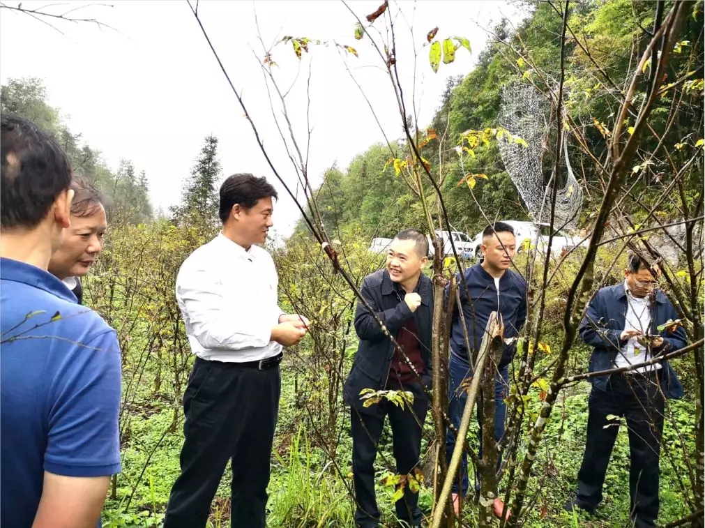 恩施州农安办杨勇主任,州农业农村局副局长杜方平,恩施市农业农村局